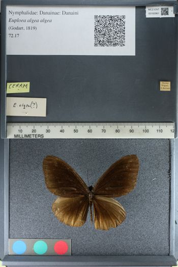 Media type: image;   Entomology 160961